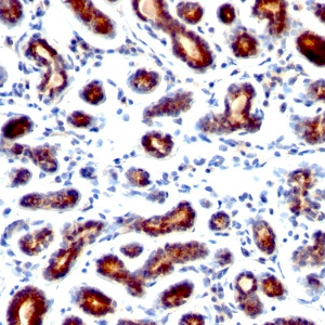 pS2 / pNR-2 / Trefoil Factor 1 (Estrogen-Regulated Protein); Clone TFF1/1091 (Concentrate)